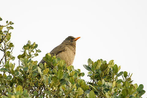 Great Thrush, Santa Marta, Colombia  Colombia,Colombia 2024,Fall,Geotagged,Great Thrush,Santa Marta,Sierra Nevada de Santa Marta,South America,Turdus fuscater,World