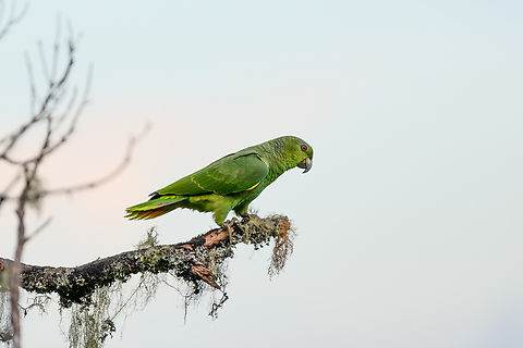 Scaly-naped Amazon, Santa Marta, Colombia A high altitude parrot, here found at 2,600m ASL.
https://www.jungledragon.com/image/165289/scaly-naped_amazon_santa_marta_colombia.html Amazona mercenarius,Colombia,Colombia 2024,Fall,Geotagged,Santa Marta,Scaly-naped amazon,Sierra Nevada de Santa Marta,South America,World