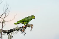 Scaly-naped Amazon, Santa Marta, Colombia A high altitude parrot, here found at 2,600m ASL.<br />
https://www.jungledragon.com/image/165289/scaly-naped_amazon_santa_marta_colombia.html Amazona mercenarius,Colombia,Colombia 2024,Fall,Geotagged,Santa Marta,Scaly-naped amazon,Sierra Nevada de Santa Marta,South America,World