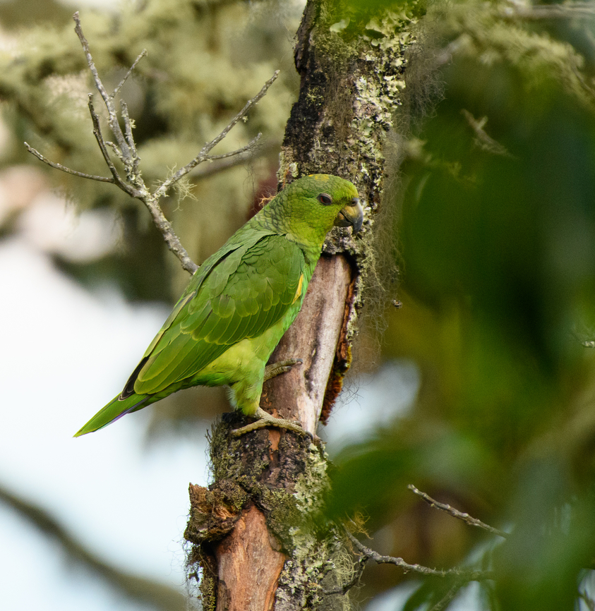 Scaly-naped Amazon, Santa Marta, Colombia A high altitude parrot, here found at 2,600m ASL.<br />
<figure class="photo"><a href="https://www.jungledragon.com/image/165285/scaly-naped_amazon_santa_marta_colombia.html" title="Scaly-naped Amazon, Santa Marta, Colombia"><img src="https://s3.amazonaws.com/media.jungledragon.com/images/2/165285_thumb.jpg?AWSAccessKeyId=05GMT0V3GWVNE7GGM1R2&Expires=1767225610&Signature=c0HkVysmKM4OUY4hZMA%2F7xPs3M0%3D" width="200" height="134" alt="Scaly-naped Amazon, Santa Marta, Colombia A high altitude parrot, here found at 2,600m ASL.<br />
https://www.jungledragon.com/image/165289/scaly-naped_amazon_santa_marta_colombia.html Amazona mercenarius,Colombia,Colombia 2024,Fall,Geotagged,Santa Marta,Scaly-naped amazon,Sierra Nevada de Santa Marta,South America,World" /></a></figure> Amazona mercenarius,Colombia,Colombia 2024,Fall,Geotagged,Santa Marta,Scaly-naped Amazon,Sierra Nevada de Santa Marta,South America,World