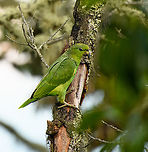Scaly-naped Amazon, Santa Marta, Colombia A high altitude parrot, here found at 2,600m ASL.<br />
https://www.jungledragon.com/image/165285/scaly-naped_amazon_santa_marta_colombia.html Amazona mercenarius,Colombia,Colombia 2024,Fall,Geotagged,Santa Marta,Scaly-naped Amazon,Sierra Nevada de Santa Marta,South America,World