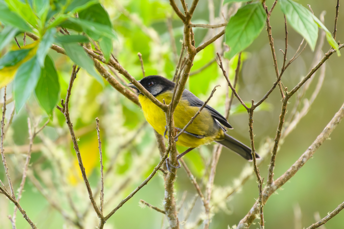 Santa Marta Brushfinch, Santa Marta, Colombia Locally endemic. Atlapetes melanocephalus,Colombia,Colombia 2024,Fall,Geotagged,Santa Marta,Santa Marta brush finch,Sierra Nevada de Santa Marta,South America,World