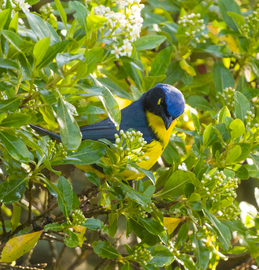 Santa Marta Mountain Tanager, Santa Marta, Colombia Locally endemic. Anisognathus melanogenys,Colombia,Colombia 2024,Fall,Geotagged,Santa Marta,Santa Marta mountain tanager,Sierra Nevada de Santa Marta,South America,World
