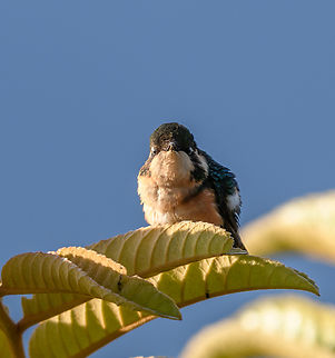 Santa Marta Woodstar, Santa Marta, Colombia Chilling in the early morning sun at 2,600m ASL. Chaetocercus astreans,Colombia,Colombia 2024,Fall,Geotagged,Santa Marta,Santa Marta Woodstar,Sierra Nevada de Santa Marta,South America,World