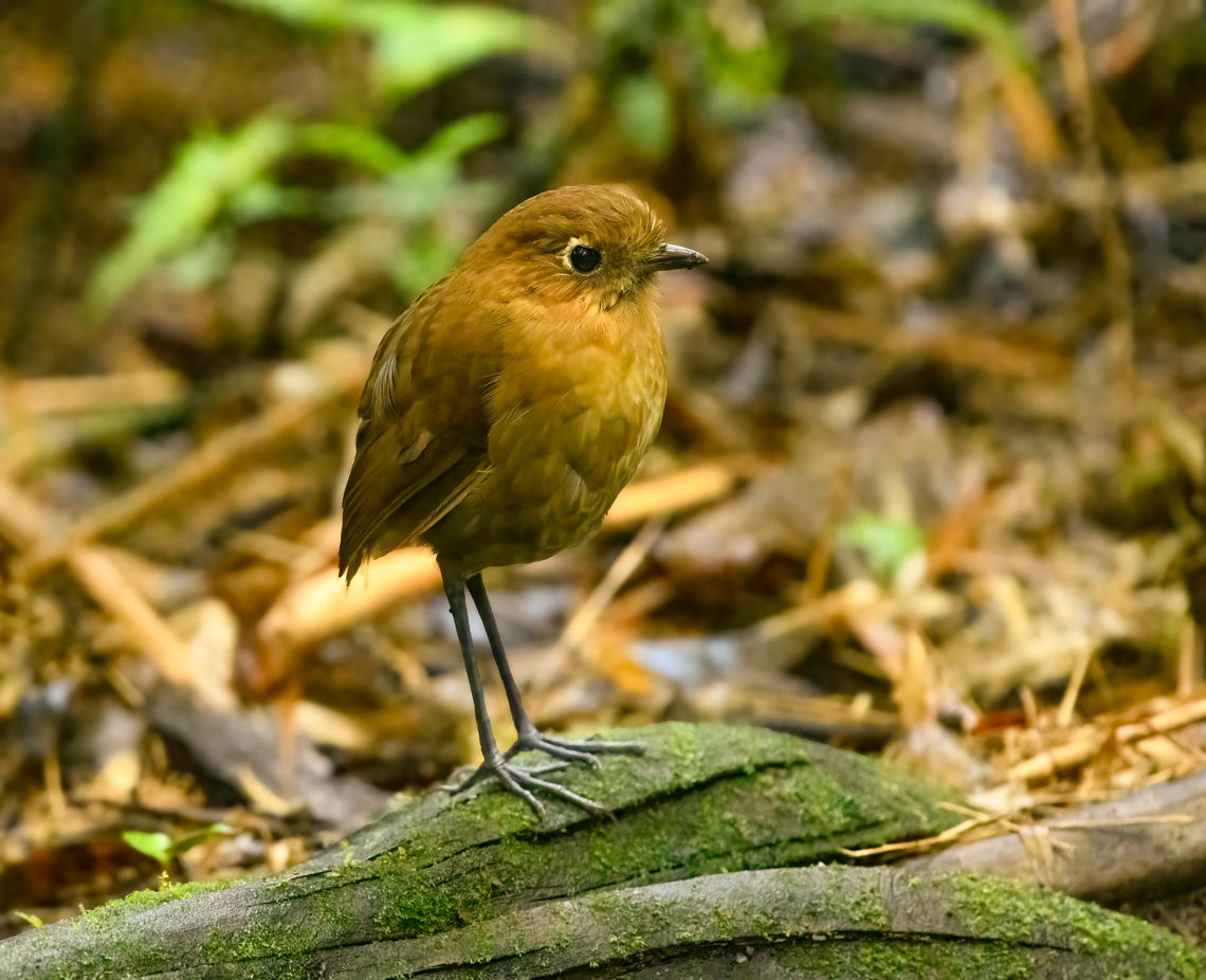 Sierra Nevada Antpitta, Santa Marta, Colombia Endemic to Santa Marta. This species was described as a fully species in 1898, was then lumped into the Rufous Antpitta complex, and then split again into a full species in 2021. Revealed at a feeder spot by an Antpitta whisperer. Colombia,Colombia 2024,Fall,Geotagged,Grallaria spatiator,Santa Marta,Sierra Nevada antpitta,Sierra Nevada de Santa Marta,South America,World