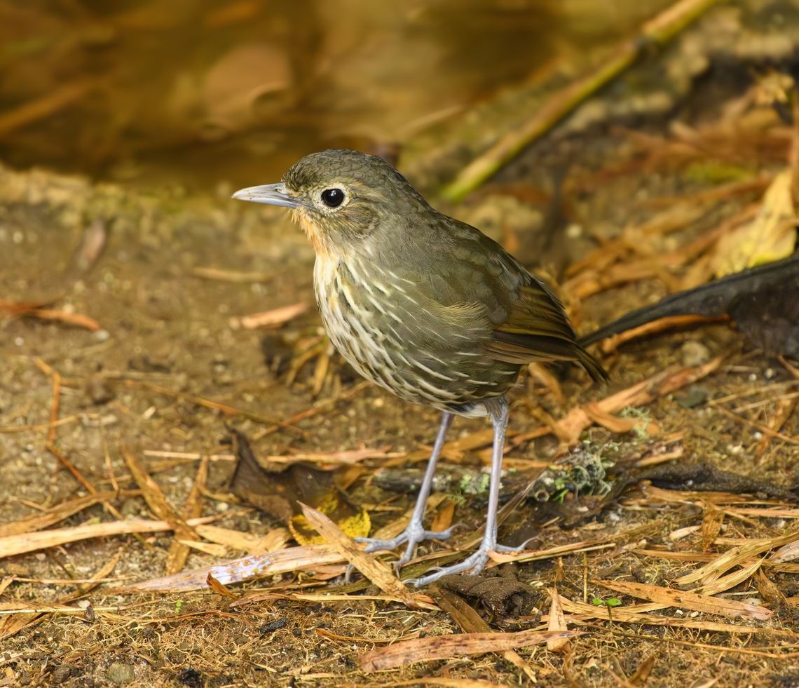 Santa Marta Antpitta, Santa Marta, Colombia Locally endemic and vulnerable. Revealed at a feeder spot by an Antpitta whisperer. Colombia,Colombia 2024,Fall,Geotagged,Grallaria bangsi,Santa Marta,Santa Marta antpitta,Sierra Nevada de Santa Marta,South America,World