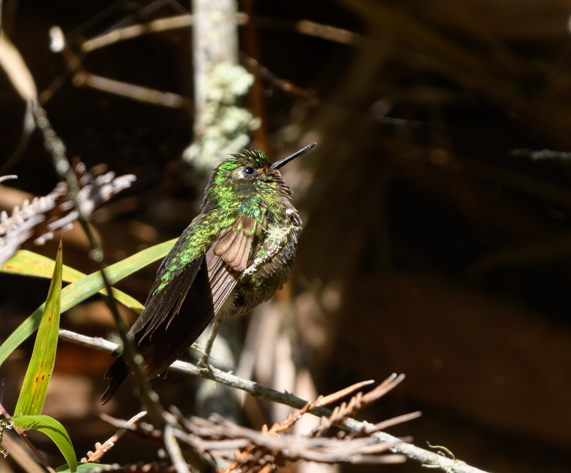Tyrian Metaltail, Santa Marta, Colombia  Colombia,Colombia 2024,Fall,Geotagged,Metallura tyrianthina,Santa Marta,Sierra Nevada de Santa Marta,South America,Tyrian metaltail,World