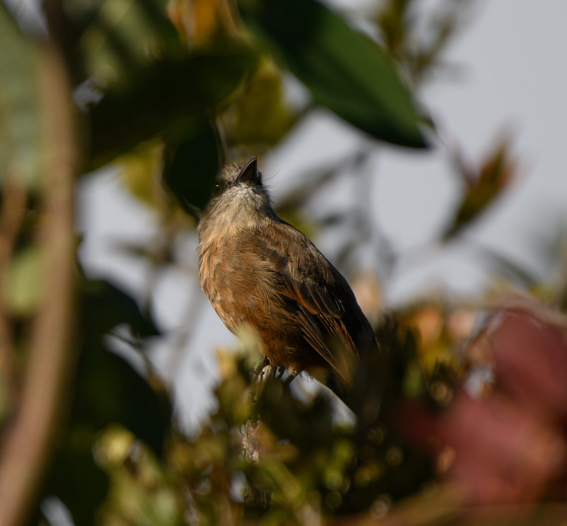 Santa Marta Bush-Tyrant, Santa Marta, Colombia A bit obscured. Locally endemic and endangered. Colombia,Colombia 2024,Fall,Geotagged,Myiotheretes pernix,Santa Marta,Santa Marta bush tyrant,Sierra Nevada de Santa Marta,South America,World