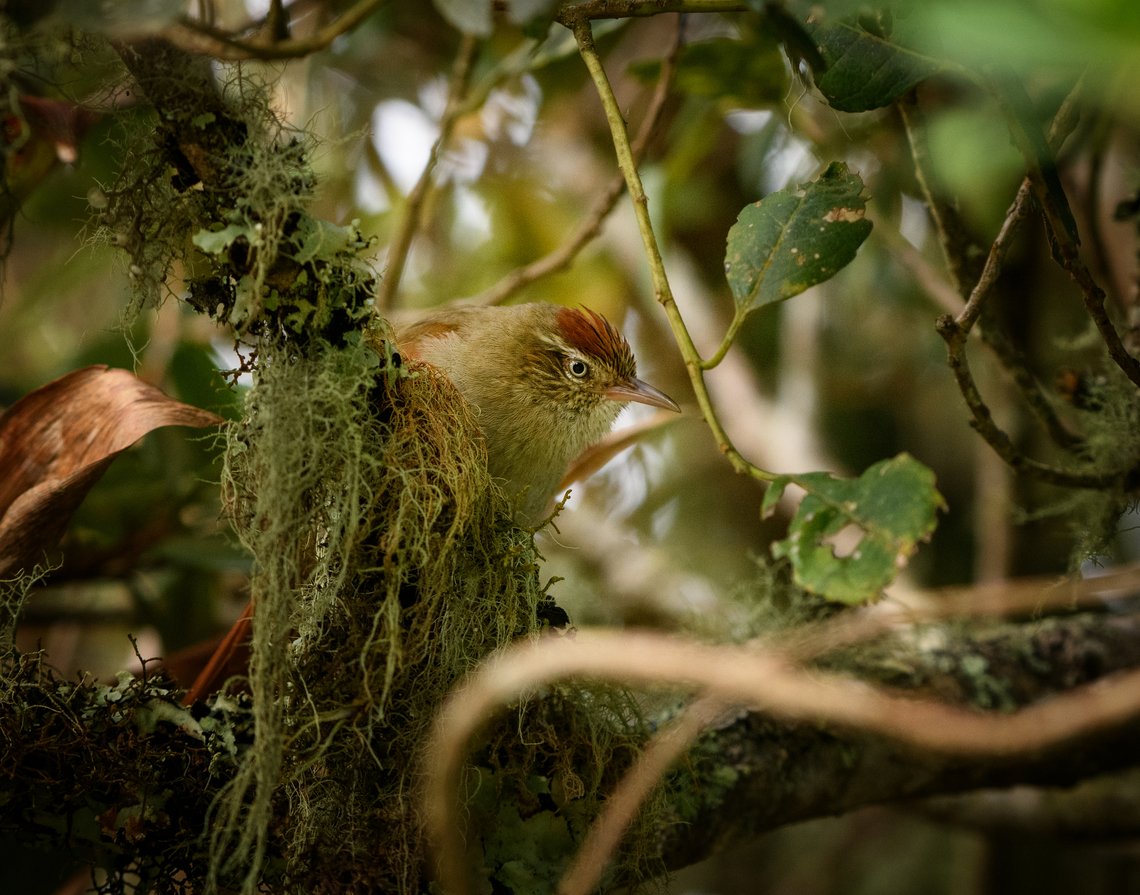 Streak-capped Spinetail, Santa Marta, Colombia  Colombia,Colombia 2024,Cranioleuca hellmayri,Fall,Geotagged,Santa Marta,Sierra Nevada de Santa Marta,South America,Streak-capped spinetail,World