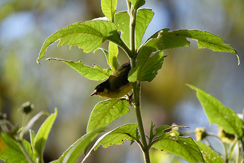 Yellow-crowned Redstart, Santa Marta, Colombia Horrific photo, just registering the "lifer". Colombia,Colombia 2024,Fall,Geotagged,Myioborus flavivertex,Santa Marta,Sierra Nevada de Santa Marta,South America,World,Yellow-crowned Redstart