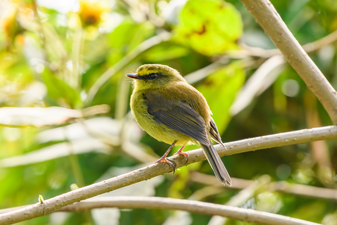 Yellow-bellied Chat-Tyrant, Santa Marta, Colombia  Colombia,Colombia 2024,Fall,Geotagged,Santa Marta,Sierra Nevada de Santa Marta,Silvicultrix diadema,South America,World,Yellow-bellied Chat-Tyrant