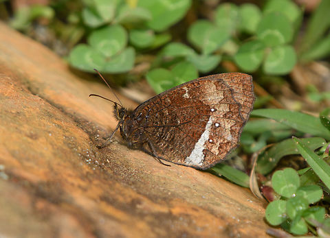 Pedaliodes phazania, Santa Marta, Colombia  Colombia,Colombia 2024,Fall,Geotagged,Pedaliodes phazania,Santa Marta,Sierra Nevada de Santa Marta,South America,World