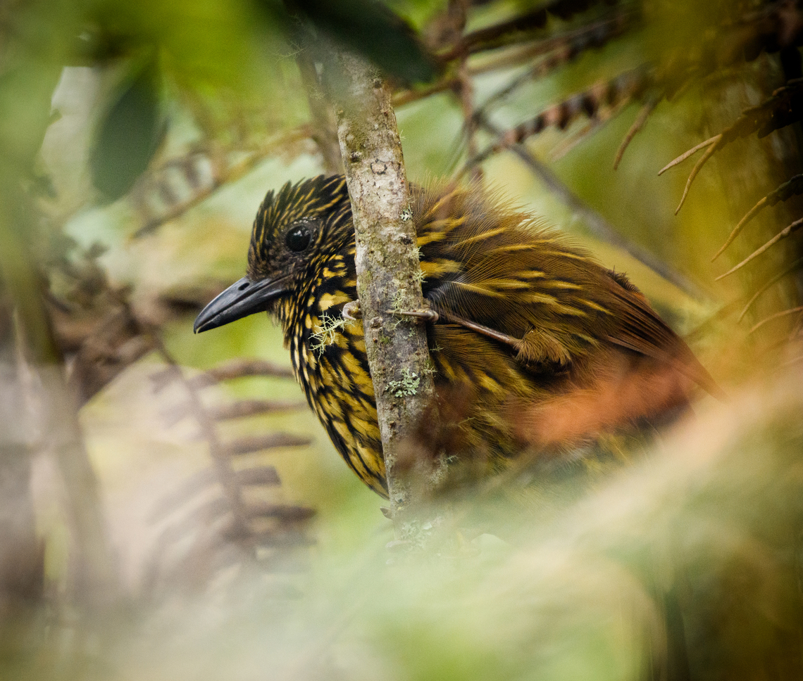 Flammulated Treehunter, Santa Marta, Colombia  Colombia,Colombia 2024,Fall,Flammulated treehunter,Geotagged,Santa Marta,Sierra Nevada de Santa Marta,South America,Thripadectes flammulatus,World