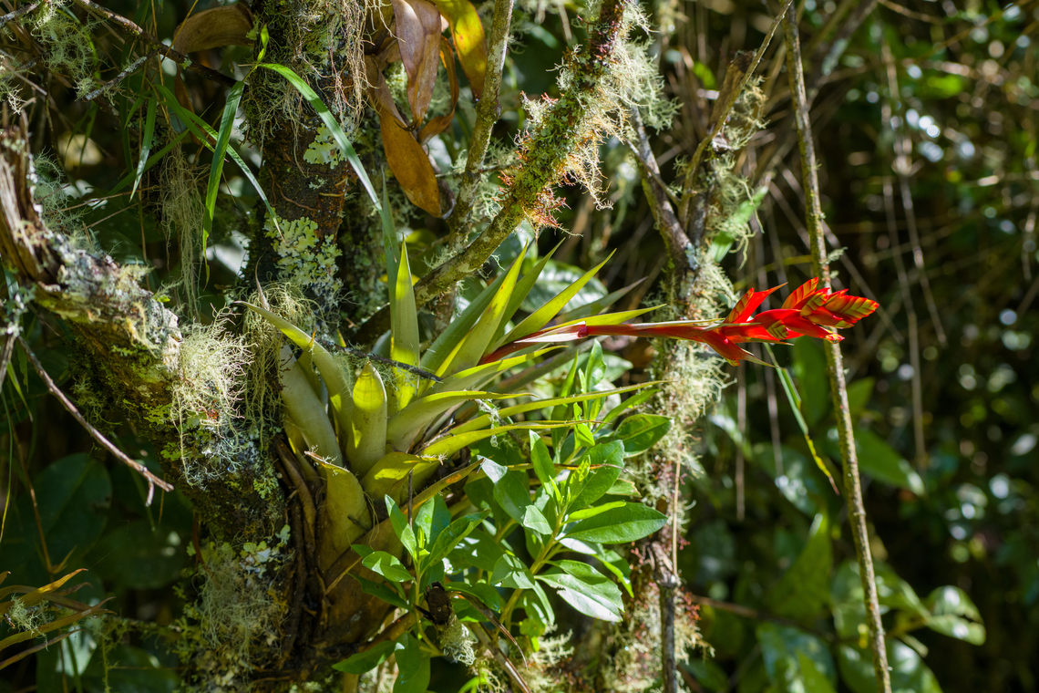 Tillandsia caloura, Santa Marta, Colombia  Colombia,Colombia 2024,Fall,Geotagged,Santa Marta,Sierra Nevada de Santa Marta,South America,Tillandsia caloura,World