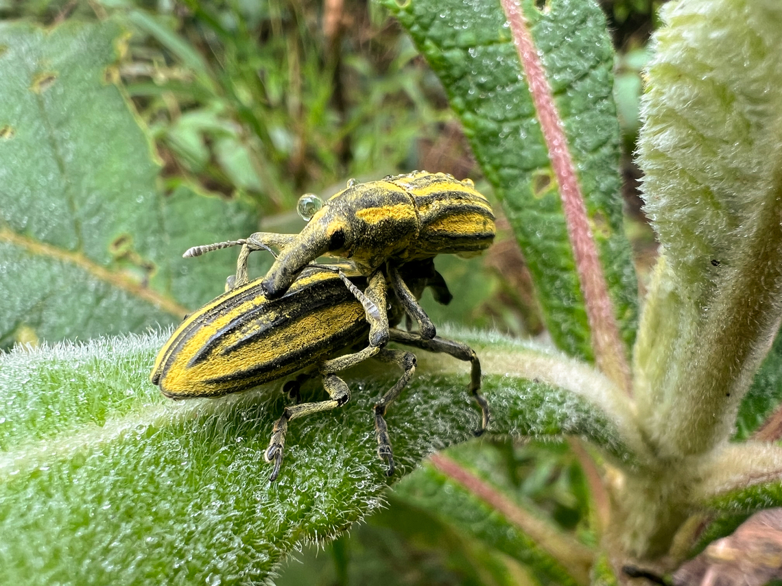 Lixus lacunosus, Santa Marta, Colombia Quick smartphone snap. Colombia,Colombia 2024,Fall,Geotagged,Lixus lacunosus,Santa Marta,Sierra Nevada de Santa Marta,South America,World