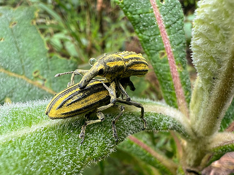Lixus lacunosus, Santa Marta, Colombia Quick smartphone snap. Colombia,Colombia 2024,Fall,Geotagged,Lixus lacunosus,Santa Marta,Sierra Nevada de Santa Marta,South America,World