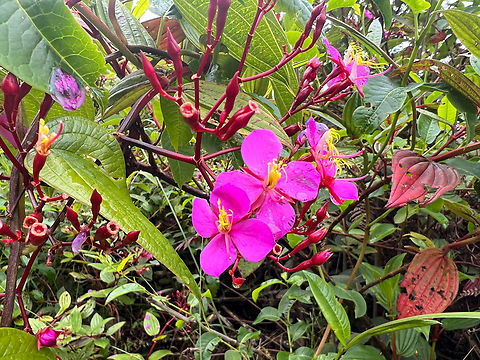Monochaetum magdalenense, Santa Marta, Colombia  Colombia,Colombia 2024,Fall,Geotagged,Monochaetum magdalenense,Santa Marta,Sierra Nevada de Santa Marta,South America,World