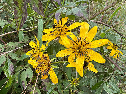 Bidens reptans