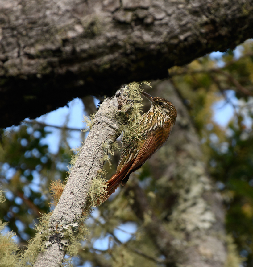 Montane Woodcreeper, Santa Marta, Colombia  Colombia,Colombia 2024,Fall,Geotagged,Lepidocolaptes lacrymiger,Montane woodcreeper,Santa Marta,Sierra Nevada de Santa Marta,South America,World