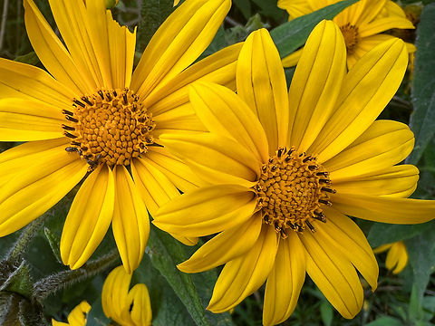 Perennial Sunflower