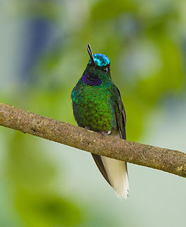 White-tailed Starfrontlet - frontal, Santa Marta, Colombia  Coeligena phalerata,Colombia,Colombia 2024,Fall,Geotagged,Santa Marta,Sierra Nevada de Santa Marta,South America,White-tailed Starfrontlet,World