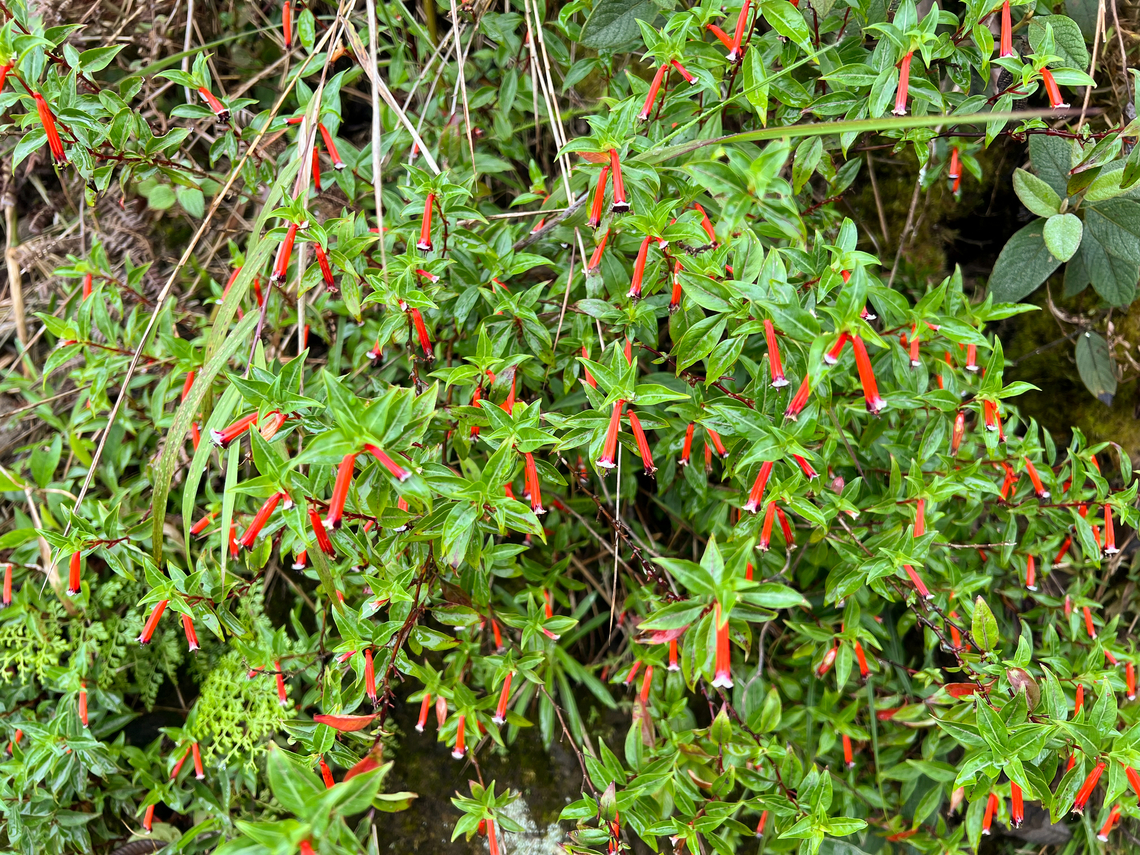 Cuphea ignea, Santa Marta, Colombia  Colombia,Colombia 2024,Cuphea ignea,Fall,Geotagged,Santa Marta,Sierra Nevada de Santa Marta,South America,World