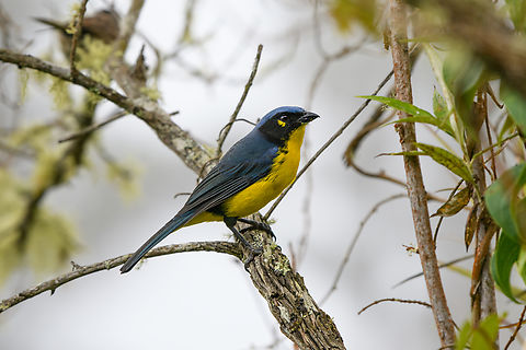 Santa Marta Mountain Tanager, Santa Marta, Colombia  Anisognathus melanogenys,Colombia,Colombia 2024,Fall,Geotagged,Santa Marta,Santa Marta Mountain Tanager,Sierra Nevada de Santa Marta,South America,World