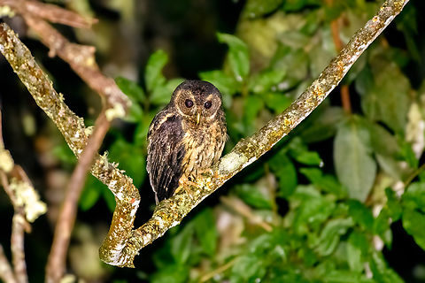 Mottled Owl, Santa Marta, Colombia  Ciccaba virgata,Colombia,Colombia 2024,Fall,Geotagged,Mottled owl,Santa Marta,Sierra Nevada de Santa Marta,South America,World
