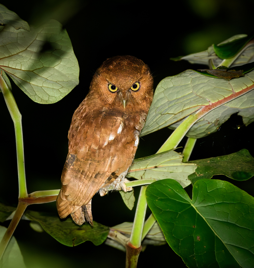 Santa Marta Screech-Owl, Santa Marta, Colombia The great owl price of Santa Marta. Locally endemic, nothing is known about its diet and breeding. Colombia,Colombia 2024,Fall,Geotagged,Megascops gilesi,Santa Marta,Santa Marta screech owl,Sierra Nevada de Santa Marta,South America,World