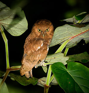 Santa Marta Screech-Owl, Santa Marta, Colombia The great owl price of Santa Marta. Locally endemic, nothing is known about its diet and breeding. Colombia,Colombia 2024,Fall,Geotagged,Megascops gilesi,Santa Marta,Santa Marta screech owl,Sierra Nevada de Santa Marta,South America,World