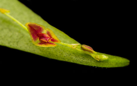 Lepanthes new sp #1, Santa Marta, Colombia Miniature orchid that our guide Manuel collected from a fallen tree. It likely is a new species, the specimen was preserved and sent to a botanist. Flower size is about 3mm. Colombia,Colombia 2024,Fall,Geotagged,Santa Marta,Sierra Nevada de Santa Marta,South America,World,lepanthes