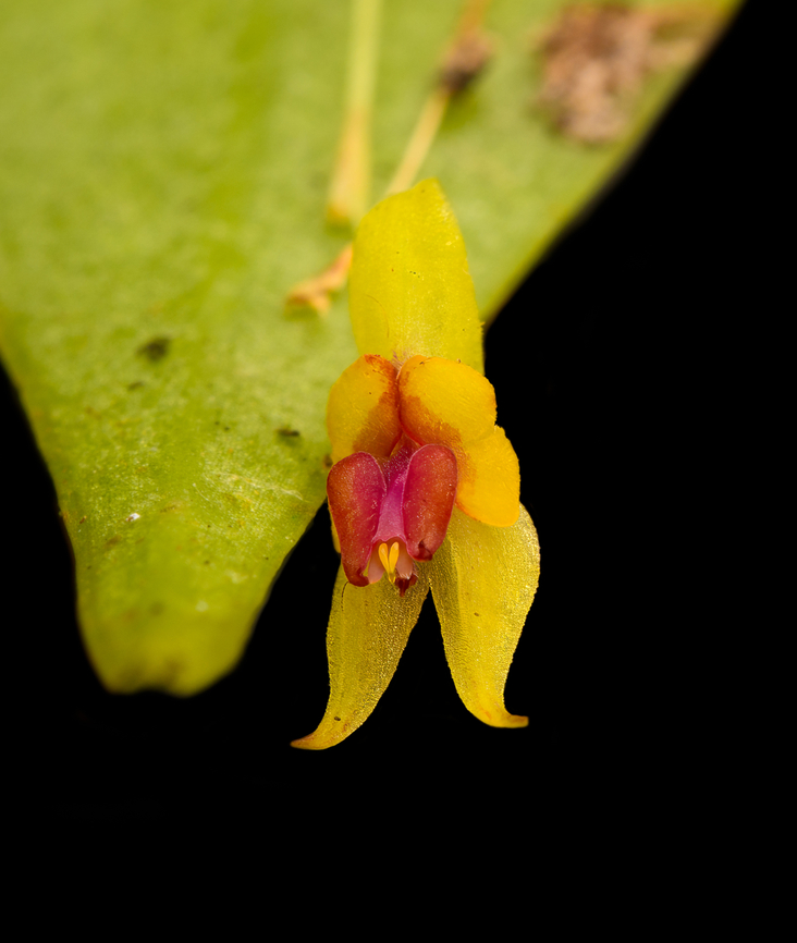 Lepanthes new sp #2, Santa Marta, Colombia Miniature orchid that our guide Manuel collected from a fallen tree. It likely is a new species, the specimen was preserved and sent to a botanist. Flower size is about 3mm.  Colombia,Colombia 2024,Fall,Geotagged,Lepanthes,Santa Marta,Sierra Nevada de Santa Marta,South America,World