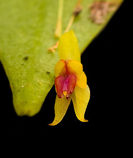 Lepanthes new sp #2, Santa Marta, Colombia Miniature orchid that our guide Manuel collected from a fallen tree. It likely is a new species, the specimen was preserved and sent to a botanist. Flower size is about 3mm.  Colombia,Colombia 2024,Fall,Geotagged,Lepanthes,Santa Marta,Sierra Nevada de Santa Marta,South America,World