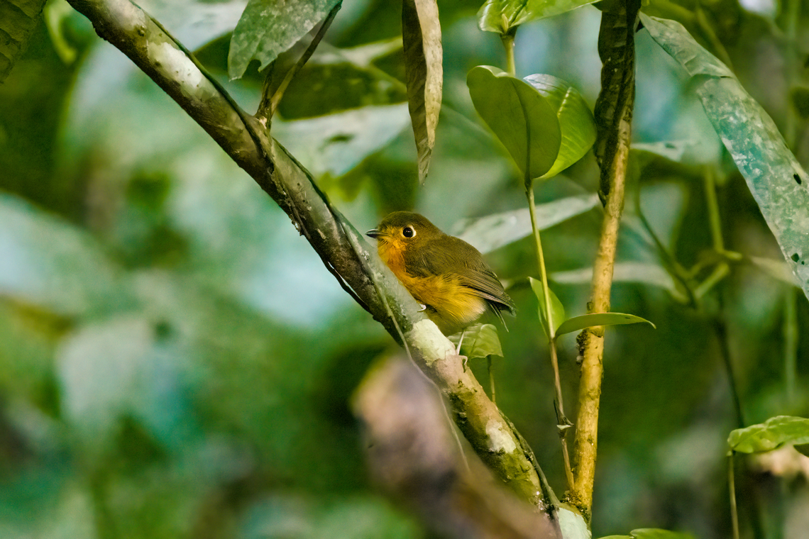 Rusty-breasted Antpitta, Santa Marta, Colombia Not happy with the photo but happy with the meeting. Colombia,Colombia 2024,Fall,Geotagged,Grallaricula ferrugineipectus,Rusty-breasted antpitta,Santa Marta,Sierra Nevada de Santa Marta,South America,World