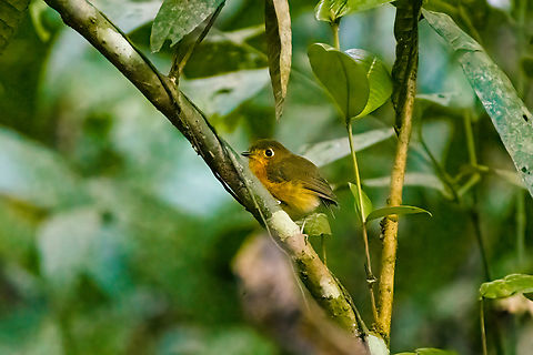 Rusty-breasted Antpitta, Santa Marta, Colombia Not happy with the photo but happy with the meeting. Colombia,Colombia 2024,Fall,Geotagged,Grallaricula ferrugineipectus,Rusty-breasted antpitta,Santa Marta,Sierra Nevada de Santa Marta,South America,World