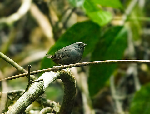 Santa Marta Tapaculo, Santa Marta, Colombia Locally endemic. Colombia,Colombia 2024,Fall,Geotagged,Santa Marta,Santa Marta Tapaculo,Scytalopus sanctaemartae,Sierra Nevada de Santa Marta,South America,World