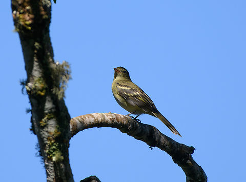 Mountain Elaenia, Santa Marta, Colombia  Colombia,Colombia 2024,Elaenia frantzii,Fall,Geotagged,Mountain elaenia,Santa Marta,Sierra Nevada de Santa Marta,South America,World