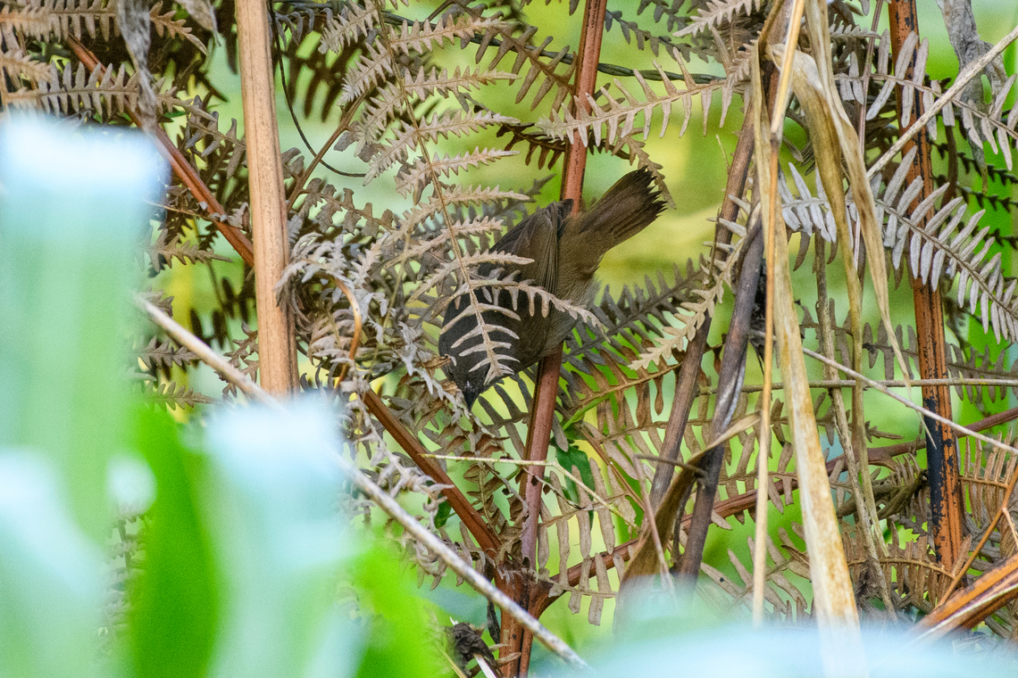 Dull-colored Grassquit, Santa Marta, Colombia A photo that really should go in the trash can but sharing it because it's not yet on JD. Asemospiza obscura,Colombia,Colombia 2024,Dull-coloured grassquit,Fall,Geotagged,Santa Marta,Sierra Nevada de Santa Marta,South America,World