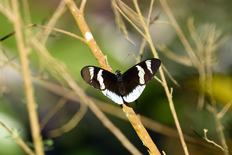 Heliconius eleuchia, Santa Marta, Colombia Colombia,Colombia 2024,Fall,Geotagged,Heliconius eleuchia,Santa Marta,Sierra Nevada de Santa Marta,South America,World