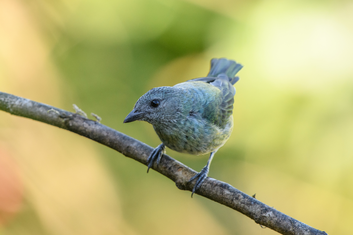 Black-headed Tanager (female), Santa Marta, Colombia Female. Black-headed Tanager,Colombia,Colombia 2024,Fall,Geotagged,Santa Marta,Sierra Nevada de Santa Marta,South America,Stilpnia cyanoptera,World