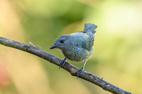 Black-headed Tanager (female), Santa Marta, Colombia Female. Black-headed Tanager,Colombia,Colombia 2024,Fall,Geotagged,Santa Marta,Sierra Nevada de Santa Marta,South America,Stilpnia cyanoptera,World
