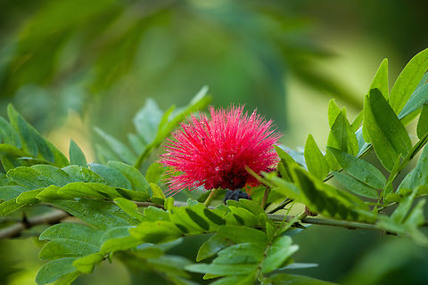 Calliandra haematocephala, Santa Marta, Colombia Introduced/cultivated. Calliandra haematocephala,Colombia,Colombia 2024,Fall,Geotagged,Santa Marta,Sierra Nevada de Santa Marta,South America,World