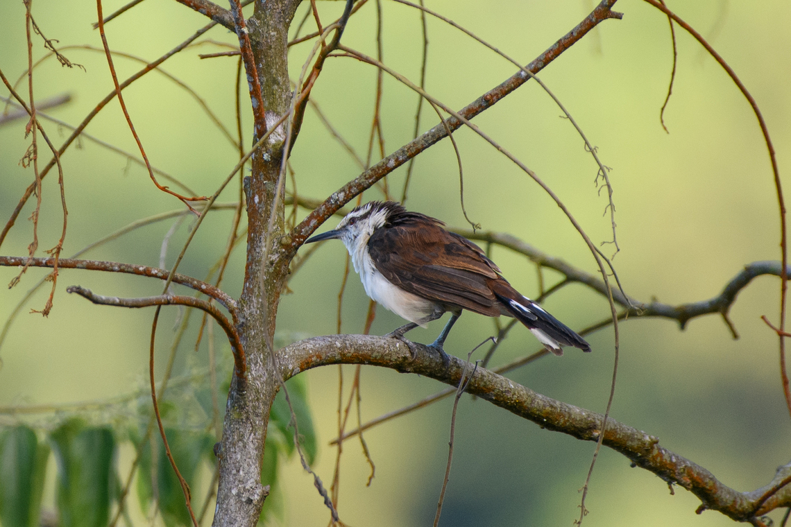 Bicolored Wren, Santa Marta, Colombia  Bicolored wren,Campylorhynchus griseus,Colombia,Colombia 2024,Fall,Geotagged,Santa Marta,Sierra Nevada de Santa Marta,South America,World