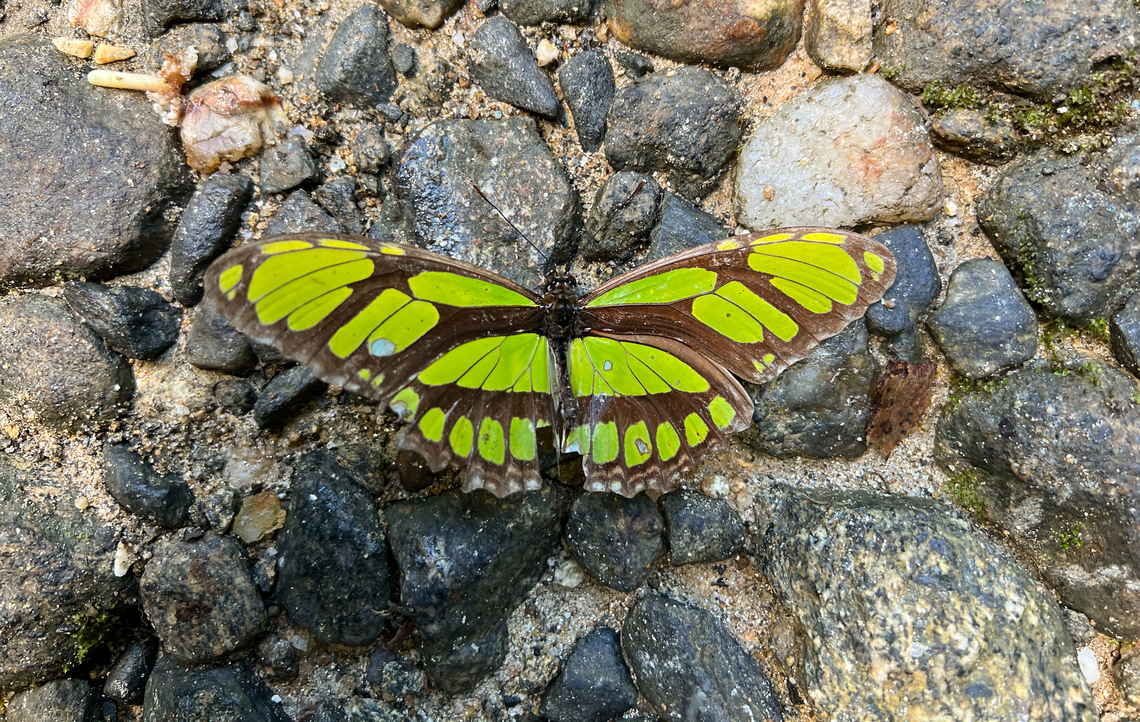 Philaethria sp., Santa Marta, Colombia Quick smartphone photo. Could be Philaethria, but there&#039;s other candidates. Colombia,Colombia 2024,Fall,Geotagged,Santa Marta,Sierra Nevada de Santa Marta,South America,World