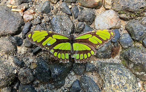 Philaethria sp., Santa Marta, Colombia Quick smartphone photo. Could be Philaethria, but there's other candidates. Colombia,Colombia 2024,Fall,Geotagged,Santa Marta,Sierra Nevada de Santa Marta,South America,World