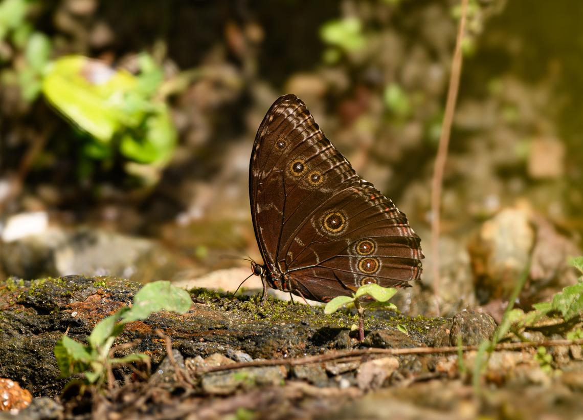 Morpho helenor - side view, Santa Marta, Colombia <figure class="photo"><a href="https://www.jungledragon.com/image/165631/morpho_helenor_santa_marta_colombia.html" title="Morpho helenor, Santa Marta, Colombia"><img src="https://s3.amazonaws.com/media.jungledragon.com/images/2/165631_thumb.jpg?AWSAccessKeyId=05GMT0V3GWVNE7GGM1R2&Expires=1769040010&Signature=AzdkJkZ9TArp18JjbDDpVgEiS3o%3D" width="200" height="134" alt="Morpho helenor, Santa Marta, Colombia https://www.jungledragon.com/image/165630/morpho_helenor_-_side_view_santa_marta_colombia.html Colombia,Colombia 2024,Common Morpho,Fall,Geotagged,Morpho helenor,Santa Marta,Sierra Nevada de Santa Marta,South America,World" /></a></figure> Colombia,Colombia 2024,Common Morpho,Fall,Geotagged,Morpho helenor,Santa Marta,Sierra Nevada de Santa Marta,South America,World