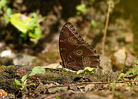 Morpho helenor - side view, Santa Marta, Colombia https://www.jungledragon.com/image/165631/morpho_helenor_santa_marta_colombia.html Colombia,Colombia 2024,Common Morpho,Fall,Geotagged,Morpho helenor,Santa Marta,Sierra Nevada de Santa Marta,South America,World