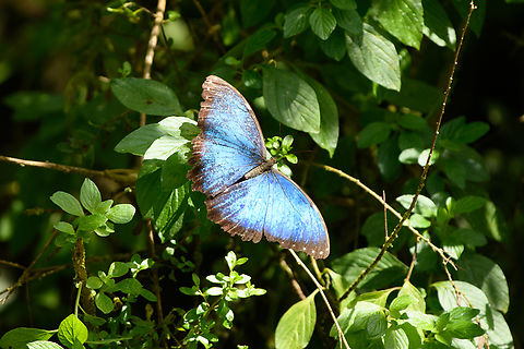 Morpho helenor, Santa Marta, Colombia https://www.jungledragon.com/image/165630/morpho_helenor_-_side_view_santa_marta_colombia.html Colombia,Colombia 2024,Common Morpho,Fall,Geotagged,Morpho helenor,Santa Marta,Sierra Nevada de Santa Marta,South America,World