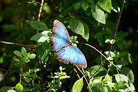 Morpho helenor, Santa Marta, Colombia https://www.jungledragon.com/image/165630/morpho_helenor_-_side_view_santa_marta_colombia.html Colombia,Colombia 2024,Common Morpho,Fall,Geotagged,Morpho helenor,Santa Marta,Sierra Nevada de Santa Marta,South America,World