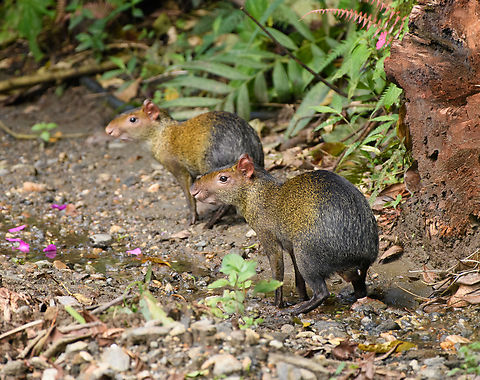 Central American Agouti, Santa Marta, Colombia Found near a hacienda. Central American agouti,Colombia,Colombia 2024,Dasyprocta punctata,Fall,Geotagged,Santa Marta,Sierra Nevada de Santa Marta,South America,World